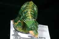 IMG_7854-01.htm linked image size (39134 bytes).