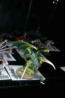 IMG_7906-01.htm linked image size (37686 bytes).