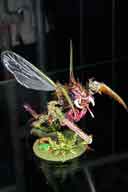 IMG_8234-01.htm linked image size (39567 bytes).