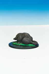 C22 Giant Shrew