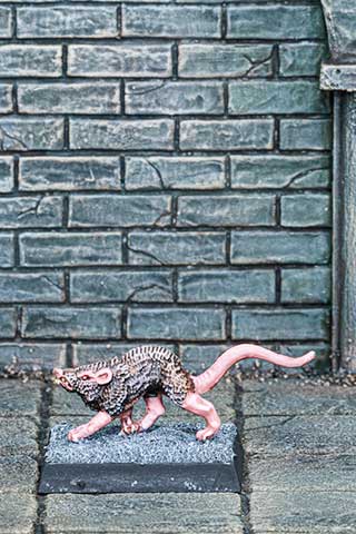 Giant Rat
