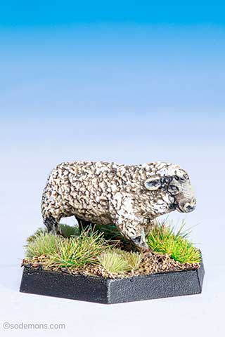 C46 Sheep