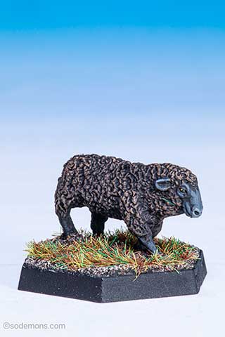 C46 Sheep